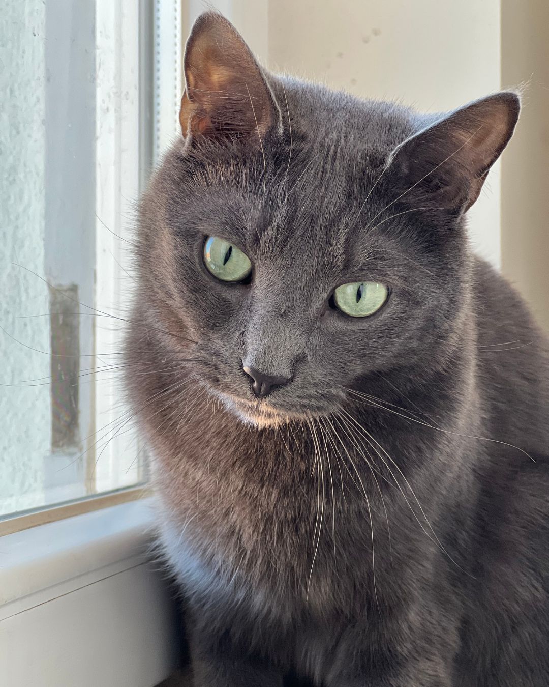 chat-caille-pension-feline-haute-loire-2