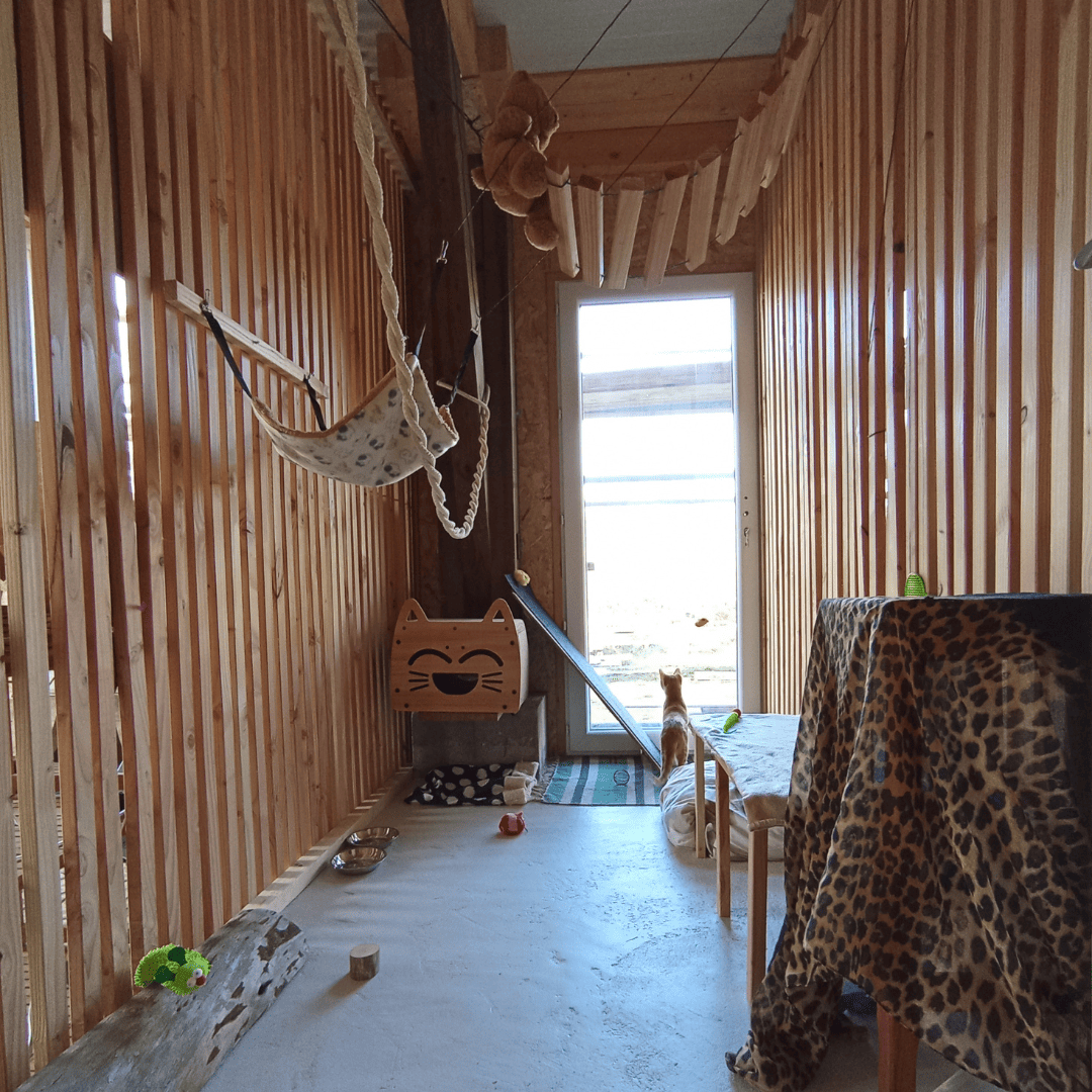 chat-caille-pension-feline-haute-loire-cabane-sport