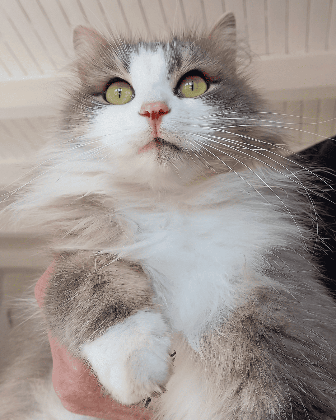 chat-caille-pension-feline-haute-loire-javaugues-13